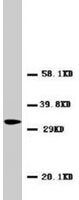 PAB7962 - CD154 / CD40L