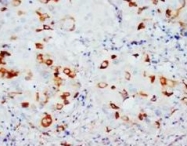 PAB7962 - CD154 / CD40L