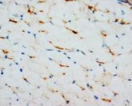 PAB7966 - GJA1 / Cx43
