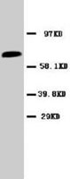 PAB7967 - Cyclooxygenase 1