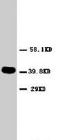 PAB7969 - CD182 / IL8RB