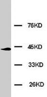 PAB7987 - ERK2