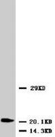 PAB8000 - Neurotrophin 3 / NTF3