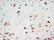PAB8008 - Secretogranin-3 (SCG3)