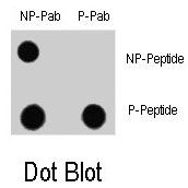 PAB8066 - LC3