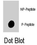 PAB8071 - PIK3C3