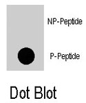 PAB8080 - RGS19