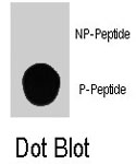 PAB8083 - PIK3C3