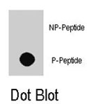 PAB8085 - EGFR / ERBB1