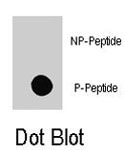 PAB8095 - EIF4EBP1 / 4E-BP1