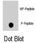 PAB8112 - MAPK8 / JNK1