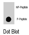 PAB8117 - RAF1