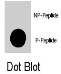 PAB8137 - PIK3CG