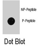 PAB8153 - LC3B
