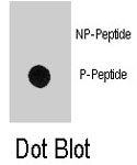 PAB8164 - Myelin Basic Protein