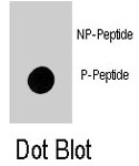 PAB8170 - GFAP