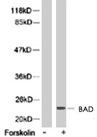 PAB8185 - Bcl-2-like 8