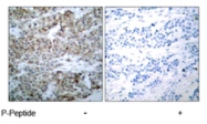 PAB8185 - Bcl-2-like 8