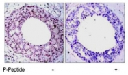 PAB8192 - RELA / NF-kB p65