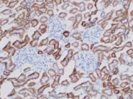 PAB8459 - SLC22A8 / OAT3