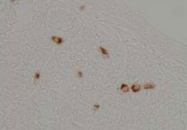 PAB8478 - Ghrelin / GHRL