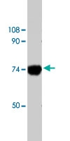 PAB8485 - Calpain-6