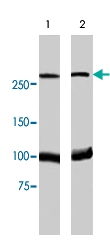 PAB8487 - MDC1