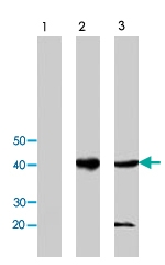 PAB8495 - IDO1 / INDO