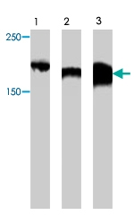 PAB8496 - ZBTB38