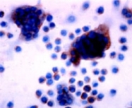 PAB8497 - TM7SF4 / DCSTAMP