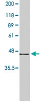 PAB8502 - Beta-3 adrenergic receptor