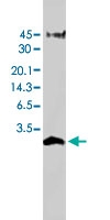 PAB8507 - Humanin