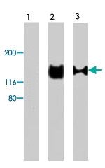 PAB8511 - Podocalyxin / PODXL