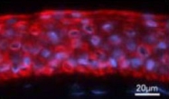 PAB8513 - Cytokeratin 12