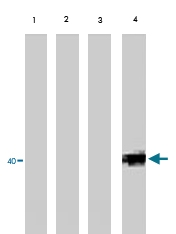 PAB8516 - Phototropin-2