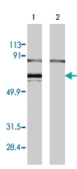 PAB8517 - Estrogen receptor alpha
