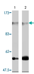 PAB8519 - FARP2