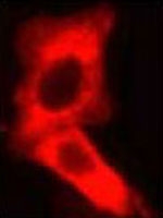 PAB8522 - Dixin