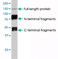PAB8523 - SULF1