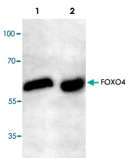 PAB8532 - FOXO4 / AFX1 / MLLT7