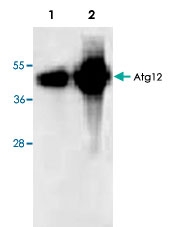 PAB8542 - ATG12 / APG12