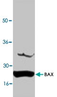 PAB8564 - Bax