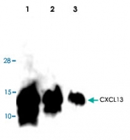 PAB8565 - CXCL13 / BCA1