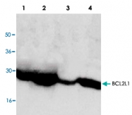 PAB8573 - Bcl-2-like 1