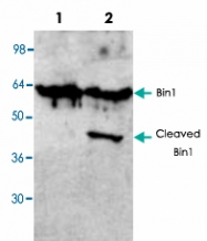 PAB8581 - BIN1 / AMPHL
