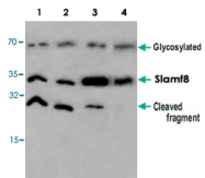 PAB8582 - SLAMF8