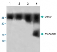 PAB8591 - BMP6