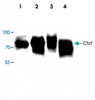 PAB8594 - CTCF