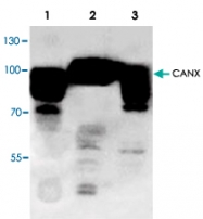 PAB8606 - Calnexin