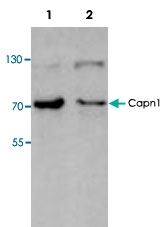 PAB8608 - Calpain-1